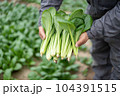 収穫した小松菜 104391515