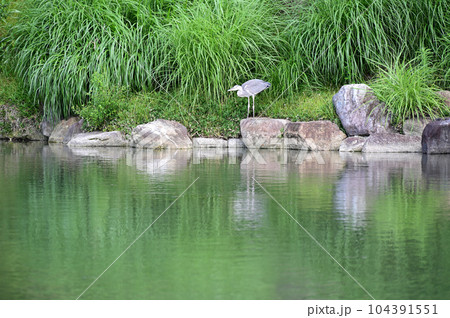 渉成園印月池とアオサギ 104391551