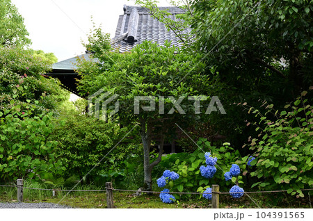 渉成園の紫陽花 渉成園の紫陽花 104391565