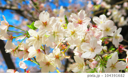 2023年撮影の晴れた日の桜(ソメイヨシノ)の花の風景 2023年撮影の晴れた日の桜(ソメイヨシノ)の花の風景 104391682
