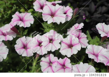 可愛いペチュニアビバの花びら 104391819