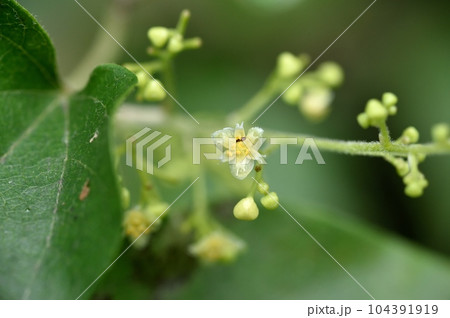 アオツヅラフジの雄花 104391919