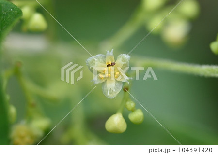 アオツヅラフジの雄花 アオツヅラフジの雄花 104391920