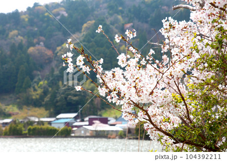 茅葺の船小屋 三方湖 三方湖畔 三方五湖 船子屋 茅葺き屋根 若狭町 福井県 三方上中郡 桜 春景色 茅葺の船小屋 三方湖 三方湖畔 三方五湖 船子屋 茅葺き屋根 若狭町 福井県 三方上中郡 桜 春景色 104392211
