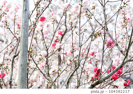 茅葺の船小屋　三方湖　三方湖畔　三方五湖　船子屋　茅葺き屋根　若狭町　福井県　三方上中郡　桜　春景色 104392217