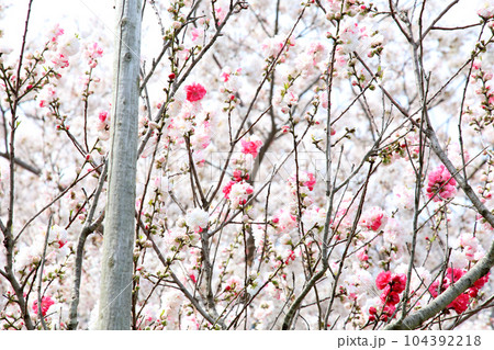 茅葺の船小屋 三方湖 三方湖畔 三方五湖 船子屋 茅葺き屋根 若狭町 福井県 三方上中郡 桜 春景色 茅葺の船小屋 三方湖 三方湖畔 三方五湖 船子屋 茅葺き屋根 若狭町 福井県 三方上中郡 桜 春景色 104392218