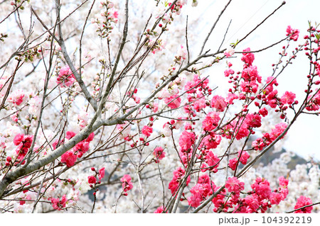 茅葺の船小屋 三方湖 三方湖畔 三方五湖 船子屋 茅葺き屋根 若狭町 福井県 三方上中郡 桜 春景色 茅葺の船小屋 三方湖 三方湖畔 三方五湖 船子屋 茅葺き屋根 若狭町 福井県 三方上中郡 桜 春景色 104392219