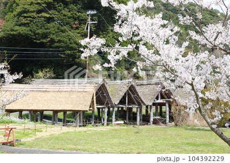 茅葺の船小屋 三方湖 三方湖畔 三方五湖 船子屋 茅葺き屋根 若狭町 福井県 三方上中郡 桜 春景色 茅葺の船小屋 三方湖 三方湖畔 三方五湖 船子屋 茅葺き屋根 若狭町 福井県 三方上中郡 桜 春景色 104392229