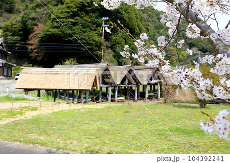 茅葺の船小屋　三方湖　三方湖畔　三方五湖　船子屋　茅葺き屋根　若狭町　福井県　三方上中郡　桜　春景色 104392241