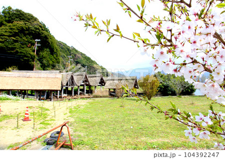 茅葺の船小屋　三方湖　三方湖畔　三方五湖　船子屋　茅葺き屋根　若狭町　福井県　三方上中郡　桜　春景色 104392247
