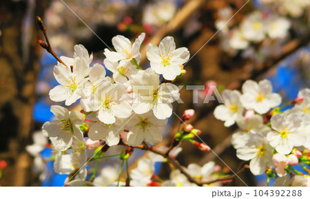 2023年撮影の晴れた日の桜（ソメイヨシノ）の花の風景 104392288