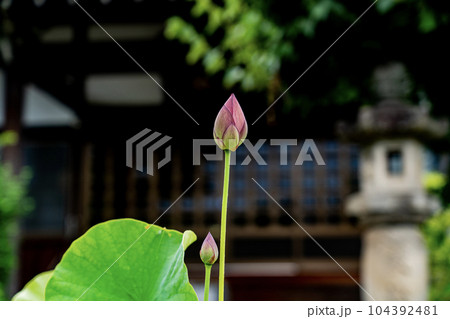 龍箪寺境内の景色 104392481