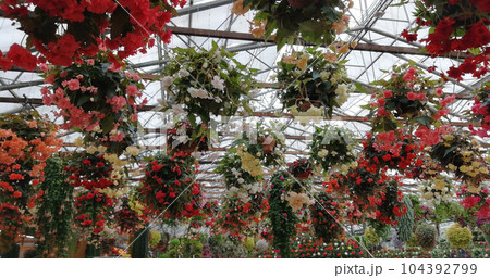 花満開の植物園にて 花満開の植物園にて 104392799