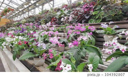 花満開の植物園にて 花満開の植物園にて 104392807