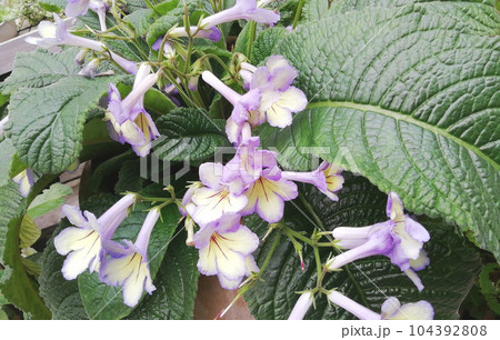 花満開の植物園にて 104392808