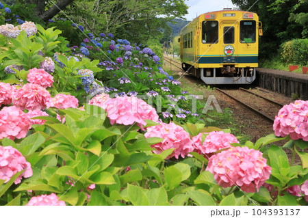 いすみ鉄道「美しき小谷松駅の紫陽花と黄色い列車」 いすみ鉄道「美しき小谷松駅の紫陽花と黄色い列車」 104393137