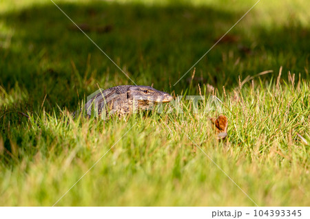 Close-up portrait of a monitor lizard in green grass. Close-up portrait of a monitor lizard in green grass. 104393345