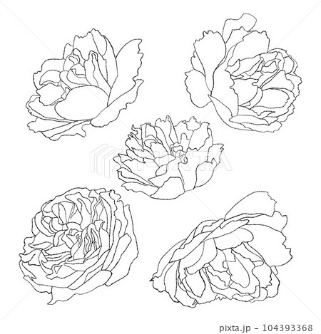 Collection blossom garden flowers. Vector illustration. Isolated linear hand drawn plants for design, decor and decoration. Collection blossom garden flowers. Vector illustration. Isolated linear hand drawn plants for design, decor and decoration. 104393368