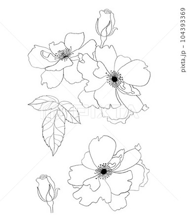 Collection flowers. Hand drawn. Vector illustration. Isolated linear plants and leaves for design, decor and decoration. 104393369