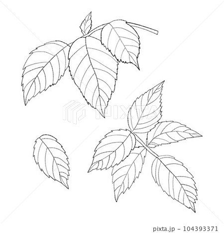 Collection decorative garden rose leaves. Vector illustration. Isolated linear hand drawn plants for design, decor and decoration. 104393371
