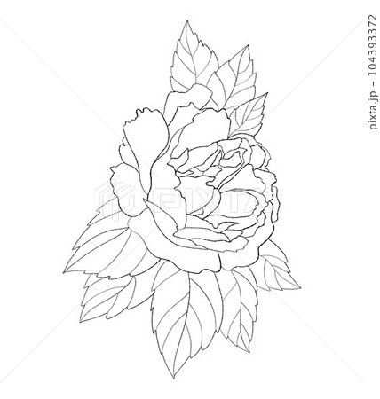 Flower rose. Vector illustration. linear hand drawn plant blooming bud for design, decor and decoration. 104393372
