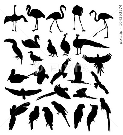 Big collection silhouettes birds. Tropical parrots, flamingo, toucan, seagull, swan and peacock, pelican, owl and raven, dove. Vector illustration. Isolated fowls on white background. 104393374