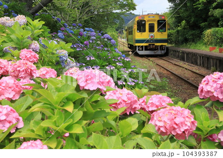 いすみ鉄道「美しき色とりどりな小谷松の紫陽花と列車」 104393387