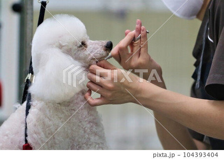 可愛いラムカットにトリミング中の白いトイプードルのベイリーくん♡ 104393404