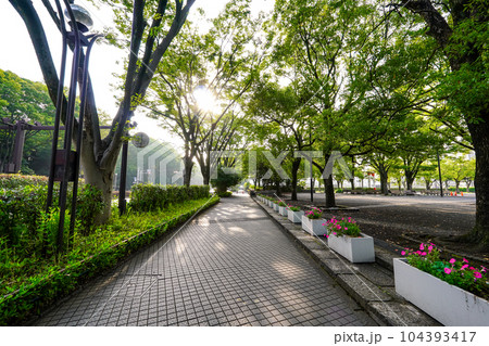 夏の朝、代々木公園イベント広場（東京都渋谷区） 104393417