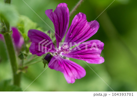 ウスベニアオイ 104393701