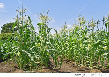 トウモロコシ畑 104393797