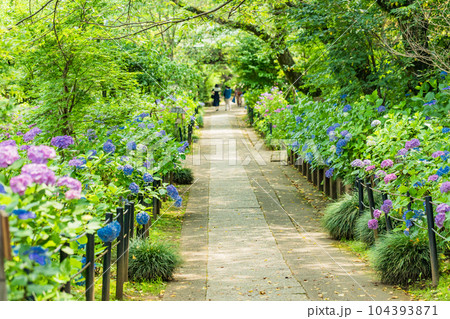 （千葉県）本土寺　参道の紫陽花 104393871