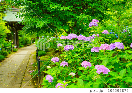 （千葉県）本土寺　参道の紫陽花 104393873