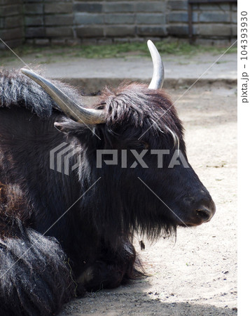 Portrait of a musk ox, close-up. Musk ox rests lying on dry, dusty ground with traces of scarce green vegetation. 104393930