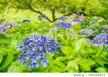 （千葉県）本土寺　満開の紫陽花 104394051