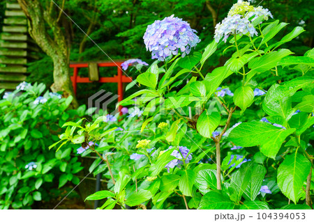 （千葉県）本土寺　満開の紫陽花 104394053