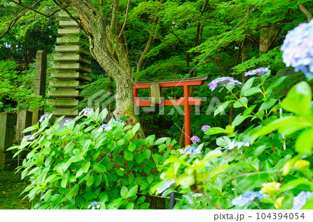 （千葉県）本土寺　満開の紫陽花 104394054