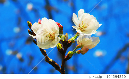 2023年撮影の晴れた日の桜(ソメイヨシノ)の花の風景 2023年撮影の晴れた日の桜(ソメイヨシノ)の花の風景 104394220