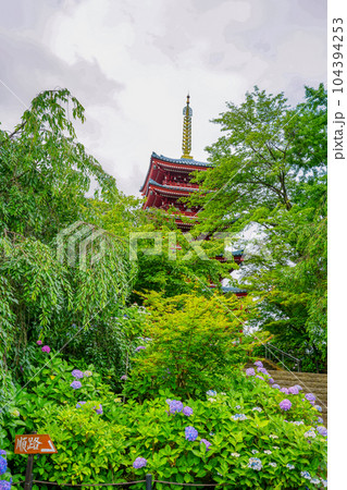 (千葉県)本土寺・五重塔 満開の紫陽花 (千葉県)本土寺・五重塔 満開の紫陽花 104394253