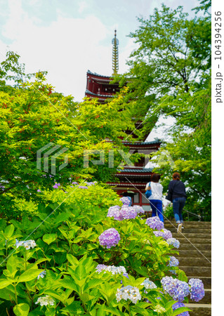 （千葉県）本土寺・五重塔　満開の紫陽花 104394256