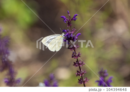 シソ科の植物の花にとまり吸蜜をするモンシロチョウ 104394648