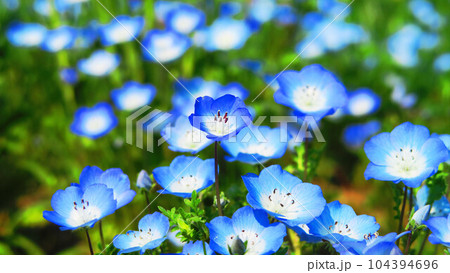 2023年撮影のネモフィラ・インシグニズブルーの花の風景(都立舎人公園・東京都足立区) 2023年撮影のネモフィラ・インシグニズブルーの花の風景(都立舎人公園・東京都足立区) 104394696