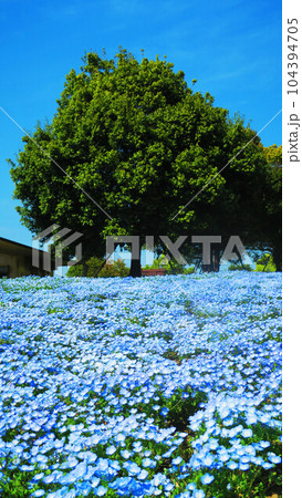 2023年撮影のネモフィラ・インシグニズブルーの花の風景（都立舎人公園・東京都足立区） 104394705