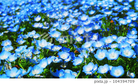 2023年撮影のネモフィラ・インシグニズブルーの花の風景(都立舎人公園・東京都足立区) 2023年撮影のネモフィラ・インシグニズブルーの花の風景(都立舎人公園・東京都足立区) 104394709