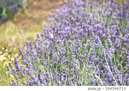 イングリッシュラベンダーと白い蝶 104394713