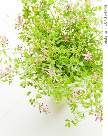 Furmaria on white 104394748