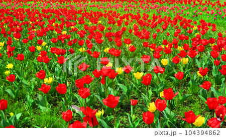 2023年撮影の都市農業公園（東京都足立区）のチューリップ畑の風景 104394862