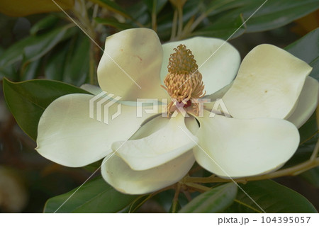 タイサンボクの白い大きな花 タイサンボクの白い大きな花 104395057