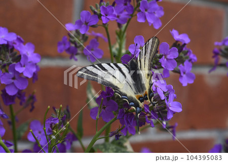 A black and white butterfly is a sailboat. Papilionidae.  Butterfly of the family of sailboats in the garden in summer. 104395083