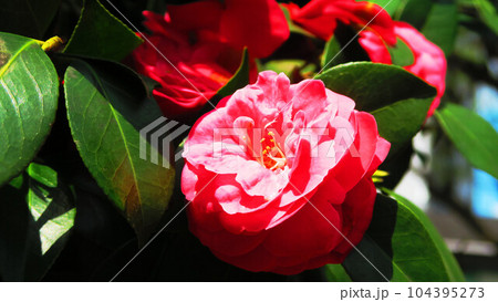 椿の花の風景(2023年撮影) 椿の花の風景(2023年撮影) 104395273